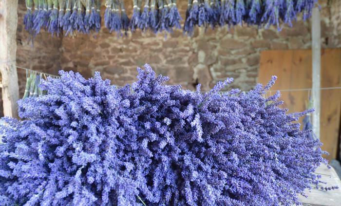 Lavender harvest